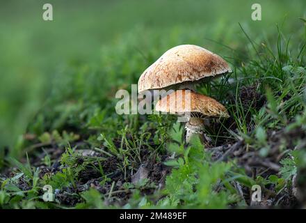 fungo trovato nella foresta dopo la pioggia Foto Stock