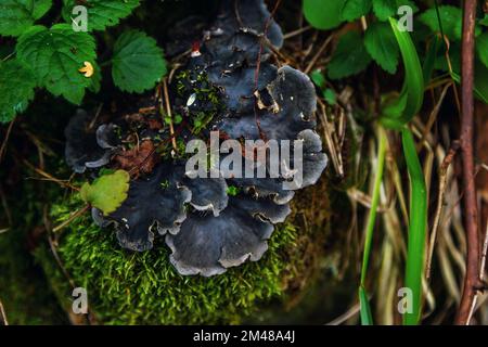 Primo piano peligera canina lichen, coltivando su un ceppo coperto di muschio verde in una foresta Foto Stock