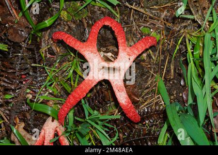 Fungo di Clatrus archeri, comunemente conosciuto come fungo delle dita del diavolo o stinkhorn di polpo, Spagna, Galizia Foto Stock