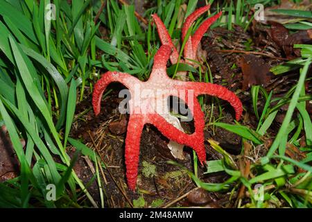 Fungo Clatrus archeri, comunemente conosciuto come fungo delle dita del diavolo o stinkhorn polpo, Spagna, Galizia Foto Stock