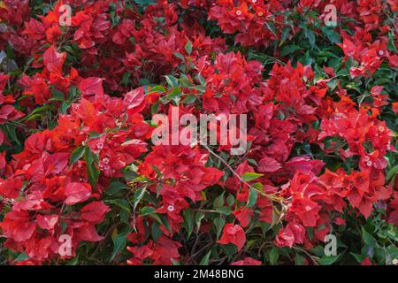 Letto bougainvillea rosso fioritura in giardino come sfondo floreale. Buganvillea nana cremisi in fiore continua e luminosa. Foto Stock