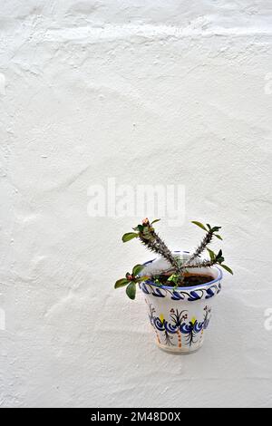 Piccola pianta succulenta Euphorbia milii (corona di spine, pianta di Cristo, spina di Cristo) in vaso decorativo da sfondo bianco, può crescere per essere un piccolo shru Foto Stock