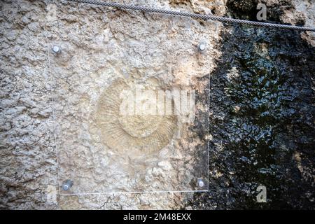 Un fossile di ammonite trovato in Andalusia, Spagna Foto Stock