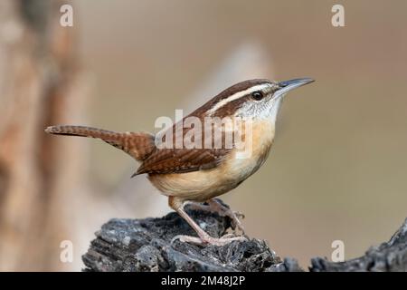 Carolina Wren arroccato su Driftwood Log Foto Stock