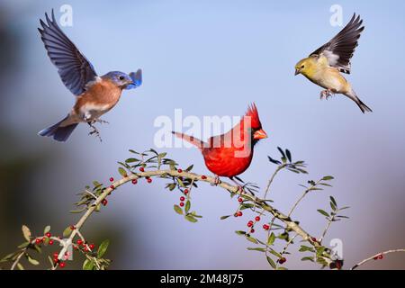 Northern Cardinal, Eastern Bluebird e American Goldfinch convergono su Holly Berry Branch Foto Stock