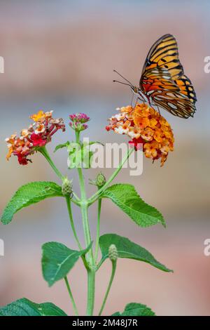 Cibo del Fritillario del Golfo a Lantana nel giardino della Louisiana in autunno Foto Stock
