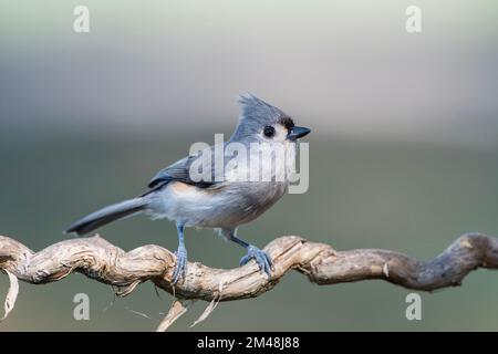 Tittmouse tufted arroccato su Twisted Vine nel sud centrale della Louisiana Foto Stock