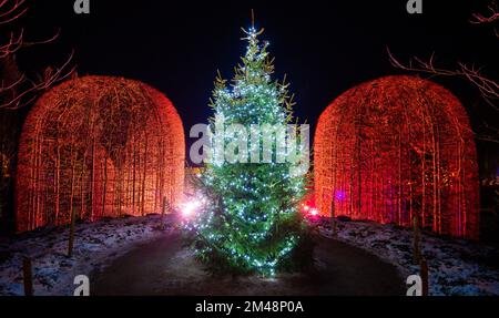 Luci di Natale all'Alnwick Garden Winter Light Trail, Alnwick, Northumberland, Inghilterra, Regno Unito Foto Stock