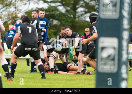 Berwick mischia passa il pallone dal retro della mischia al club di rugby Berwick contro Howe del club di rugby Fife Mens match Foto Stock