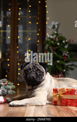 Un grazioso pug si siede vicino ad un albero di Natale. Natale, Capodanno e cani, animali domestici. Foto Stock
