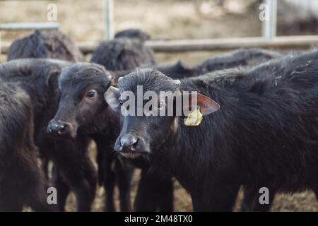 i buffaloes nella penna hanno bloccato fuori le loro teste per pascolare. Concetto di agricoltura, agricoltura e zootecnia - una mandria di bufali che mangiano fieno in una mucca Foto Stock