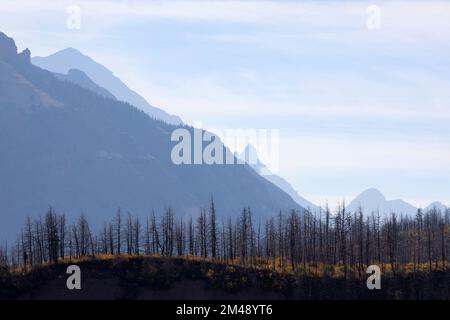 Arroccati alberi morti 5 anni dopo che la foresta è stata bruciata dal fuoco selvatico Kenow nelle Montagne Rocciose del Parco Nazionale dei Laghi di Waterton, Alberta Canada Foto Stock