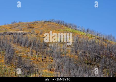 Vegetazione che comincia a ricrescere e coprire il terreno tra gli alberi morti 5 anni dopo che la foresta è stata bruciata nel fuoco di Kenow, Alberta, Canada. Foto Stock