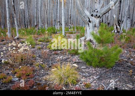 Nuova crescita di vegetazione sul terreno forestale 5 anni dopo che l'area è stata bruciata nel fuoco selvatico Kenow, Waterton Park, Canada. Alloggi pino Pinus contorta Foto Stock