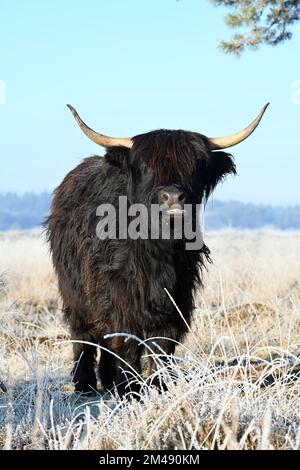 Black Young Scottish Highlander Cow Foto Stock