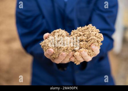 Mani di contadini maschi che detengono una manciata di chicchi di birra Foto Stock