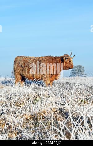 Highland Cow in inverno Foto Stock