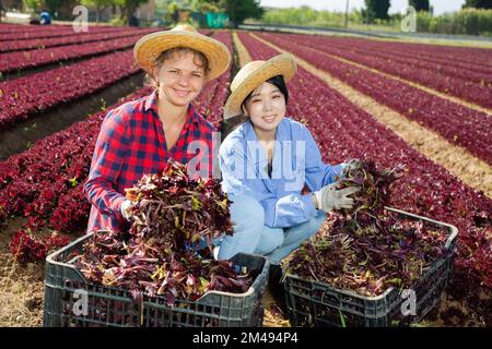 Donne orticoltori con casse di lattuga rossa in piantagione Foto Stock