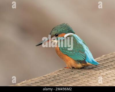 Una Kingfisher Alcedo è in cerca di preda al River exe nel Devon UK Foto Stock