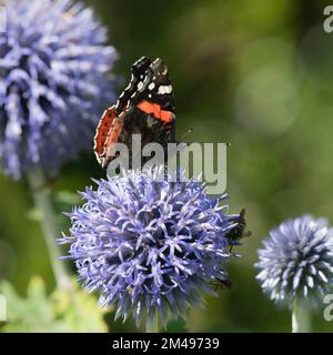 Una farfalla dell'Ammiraglio Rosso (Vanessa Atalanta) con le mosche su un fiore del Thistle del globo (Echinops Bannaticus) nell'estate Sunshine Foto Stock