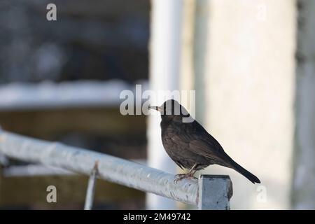 Un Blackbird maschio (Turdus Merula) in Sunshine arroccato all'estremità di un cancello di fattoria di metallo. Foto Stock