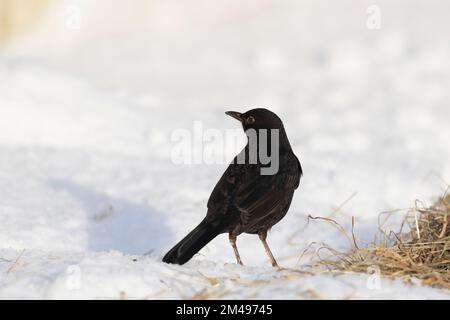 Un Blackbird maschio (Turdus Merula) in Sunshine cercando cibo in Hay lasciato sulla neve durante l'inverno Foto Stock