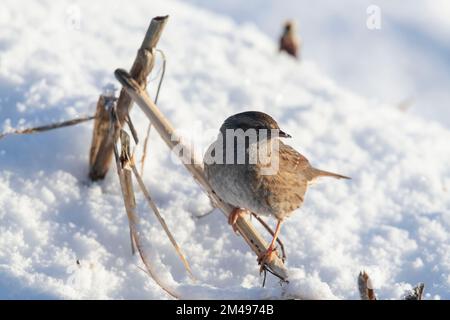 Un Dunnock, o Hedge Sparrow, (Prunella Modularis) che si erige su un fusto di pianta essiccato in neve Foto Stock