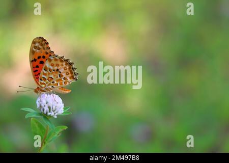 Un fuoco poco profondo di una farfalla madreperla su un piccolo fiore in un giardino fiorito Foto Stock