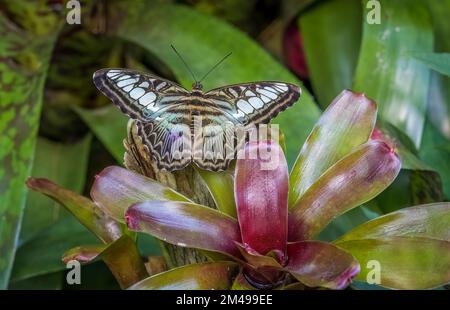 Primo piano di una farfalla Blue Clipper Foto Stock