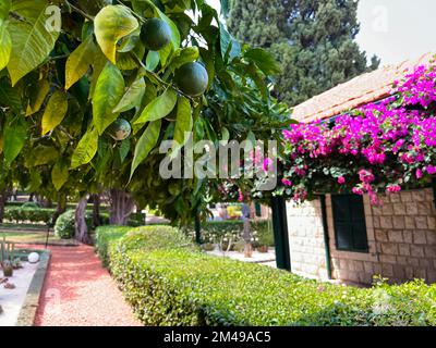 Albero di mandarino con frutta verde in giardino Foto Stock