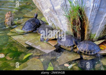 Cursore dalle orecchie rosse, tartaruga semiacquatica in uno stagno Foto Stock