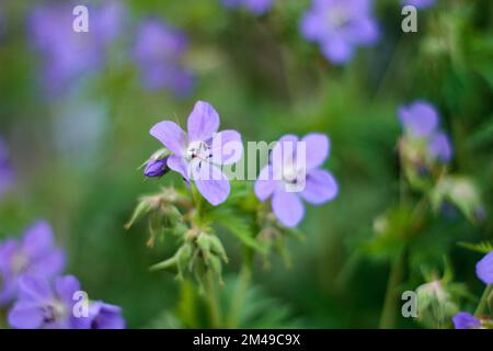 Primo piano di un campanellino viola che cresce in un campo circondato da altri fiori dello stesso tipo sfocati sullo sfondo Foto Stock