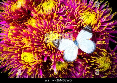 Farfalla bianca su Spider Mums Foto Stock