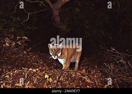 Los Angeles, California, Stati Uniti. 17th Dec, 2022. P-22, il famoso leone di montagna amato intorno al Griffith Park della città, è stato eutanizzato Sabato dopo che è stato trovato con gravi problemi di salute, funzionari della fauna selvatica ha detto. P-22, pensata di avere circa 12 anni, potrebbe essere stata colpita da una macchina, dicono i funzionari. FILE FOTO SCATTATA IL: Novembre 2014: Il leone di montagna conosciuto come P-22, fotografato nella zona di Griffith Park vicino al centro di Los Angeles. (Credit Image: © US National Park Service/ZUMA Press Wire) Foto Stock