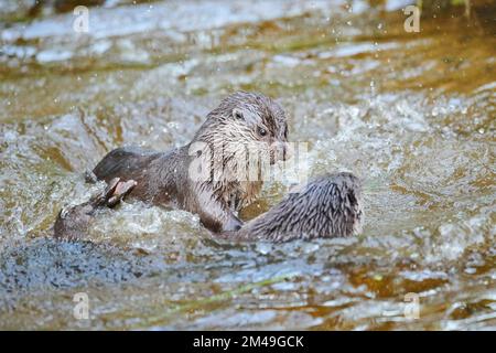 Due lontre eurasiatici (Lutra lutra) che giocano tra loro nell'acqua, nella foresta bavarese, in Baviera, in Germania Foto Stock