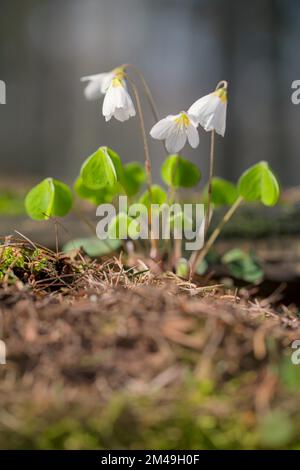 Comune di legno sorgo (Oxalis acetosella), fiorito sul pavimento della foresta, Parco Nazionale di Eifel, Nord Reno-Westfalia, Germania Foto Stock