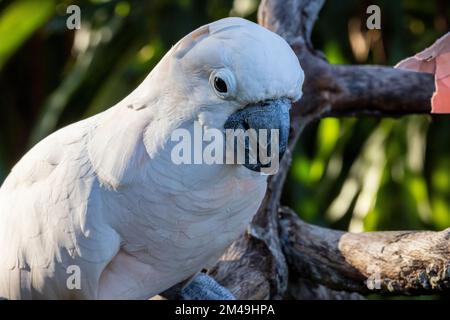 Cockatoo uccello arroccato su ramo di albero Foto Stock