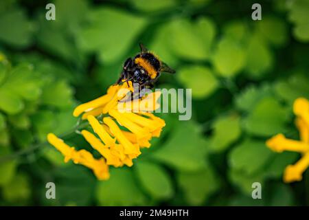 Bumblebee (Bombus) sulla roccia gialla corydalis (Pseudofumaria lutea), bassa Austria, Austria Foto Stock