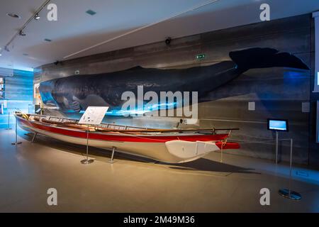 Imbarcazioni da pesca storiche confrontate per dimensioni con una balena di sperma giovanile (Physeter macrocephalus) (SYN.: Physeter catodon), Museo delle balene in canale Foto Stock