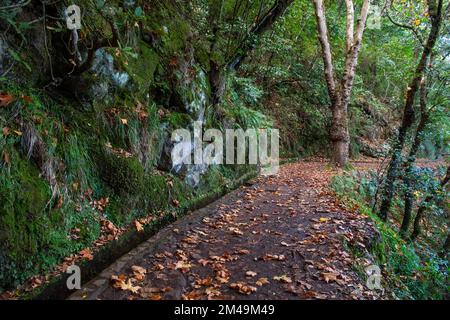Sentiero escursionistico con levada, Ribeiro Frio, Isola di Madeira, Portogallo Foto Stock