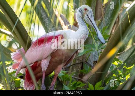 Roseate Spoonbill (Platalea ajaja) arroccato in una palma sull'isola di Anastasia a St Augustine, Florida. (USA) Foto Stock