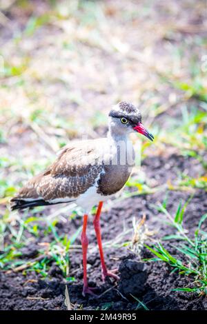 Coronato lapwing per foraggio per il cibo nella savana Foto Stock