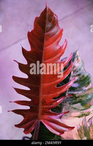 Splendido colore rosso intenso e variegata foglia di Filodendron Caramel Marble, una rara pianta tropicale Foto Stock