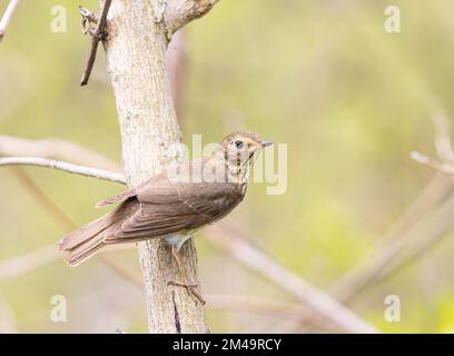 Swainsons trush arroccato su un albero Foto Stock