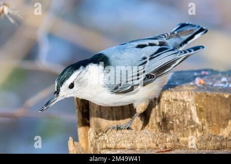 Nuthatch bianco-breasted (Sitta Carolinensis) arroccato sul tronco Foto Stock