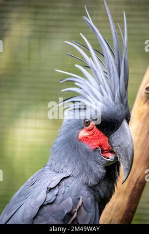 Il cockatoo della palma (Probosciger aterrimus) è un grande pappagallo grigio fumo o nero della famiglia dei cockatoo originaria della Nuova Guinea, Isole Aru Foto Stock