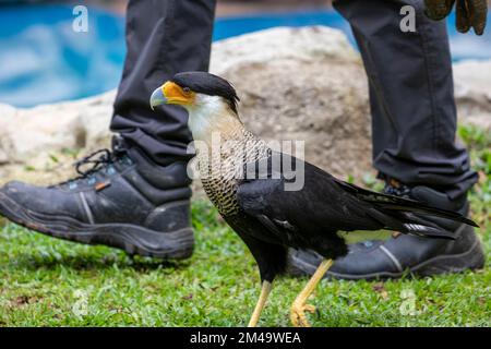 La caracara crestata a sud (Caracara plancus) cammina con la gente, che è un uccello della famiglia Falconidae Foto Stock