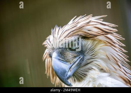 L'aquila filippina (Pithecophaga jefferyi) è una specie di aquila criticamente minacciata che è endemica alle foreste nelle Filippine. Foto Stock