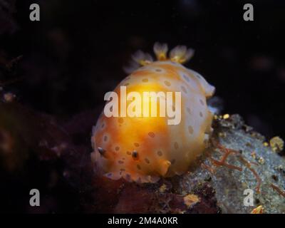 Immersioni subacquee Lembeh macro critters Foto Stock