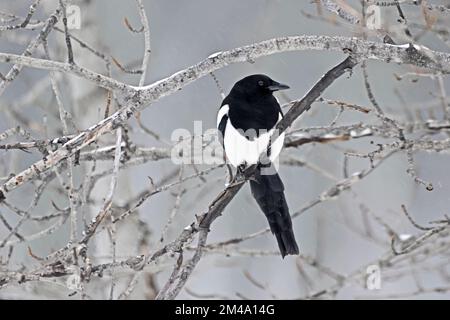 Una torta Magpie 'Pica pica' con la fattura nera, arroccata in alcuni cespugli durante una tempesta di neve nella zona rurale dell'Alberta Canada. Foto Stock